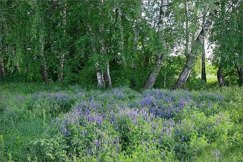 Купить Участок В Калининграде Районе